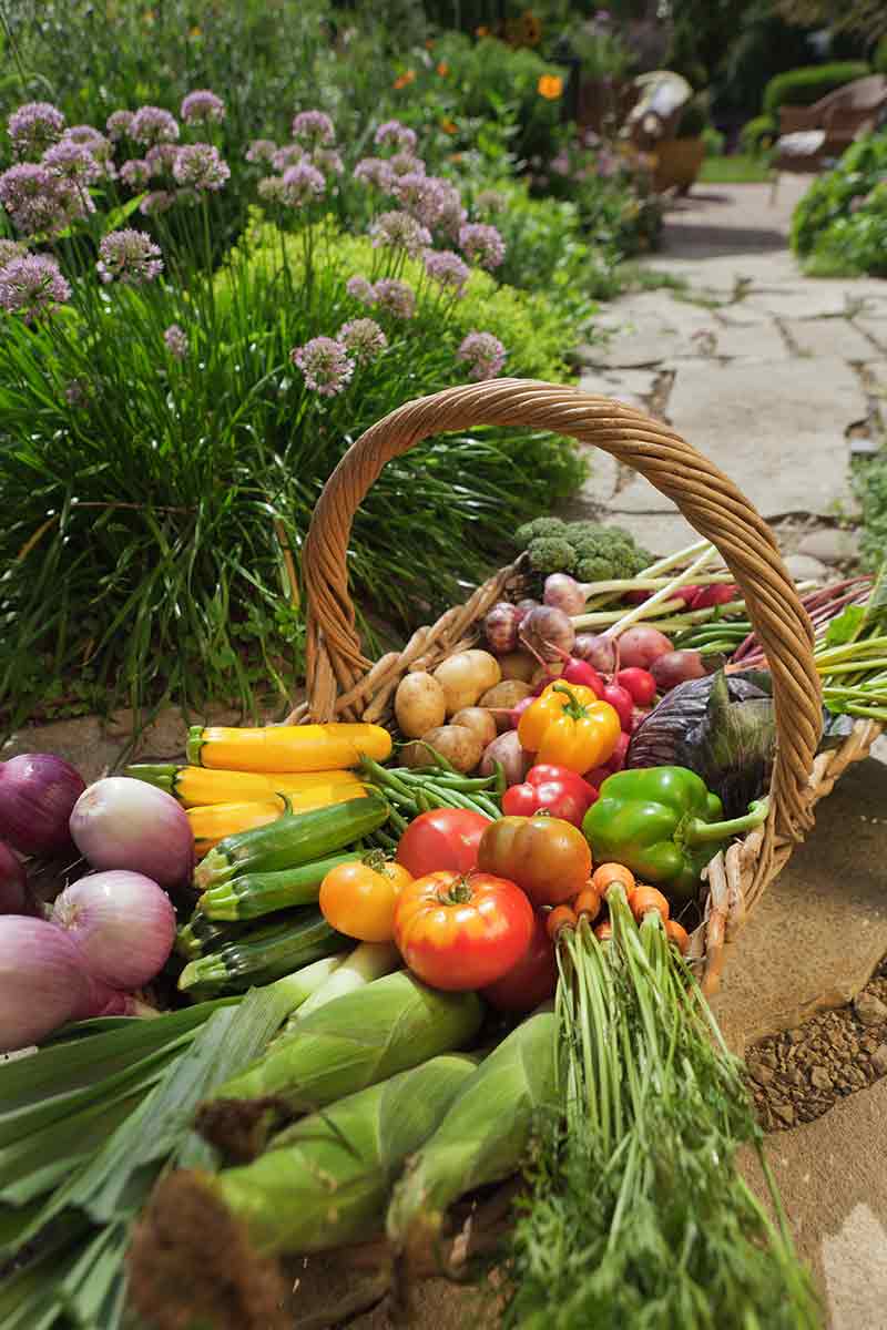 Herbs focus media