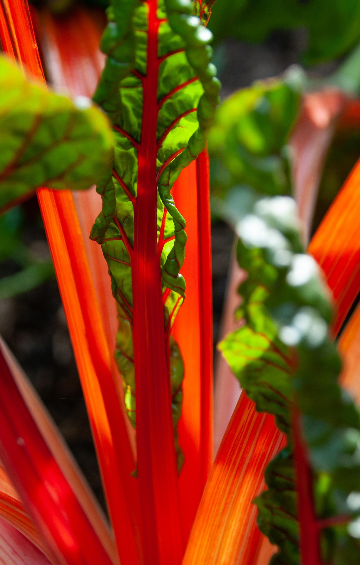 Red chard growing in the garden